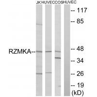 Rabbit Polyclonal Antibody to RIMKA