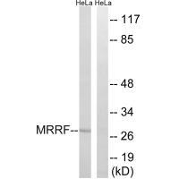 Rabbit Polyclonal Antibody to MRRF