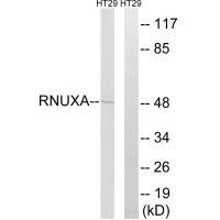 Rabbit Polyclonal Antibody to RNUXA