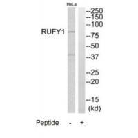 Rabbit Polyclonal Antibody to RUFY1
