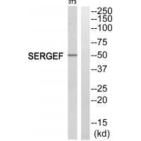 Rabbit Polyclonal Antibody to SERGEF