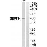 Rabbit Polyclonal Antibody to SEPT14