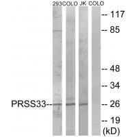 Rabbit Polyclonal Antibody to PRSS33