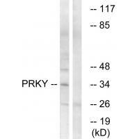 Rabbit Polyclonal Antibody to PRKY