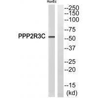 Rabbit Polyclonal Antibody to PPP2R3C