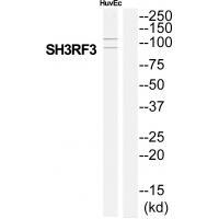 Rabbit Polyclonal Antibody to SH3RF3