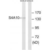 Rabbit Polyclonal Antibody to SLC4A8/1