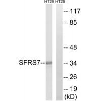 Rabbit Polyclonal Antibody to SFRS7