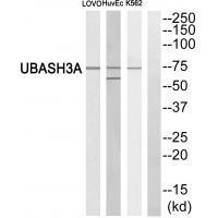 Rabbit Polyclonal Antibody to UBASH3A