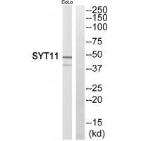 Rabbit Polyclonal Antibody to SYT11