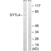 Rabbit Polyclonal Antibody to SYTL4