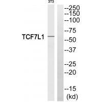 Rabbit Polyclonal Antibody to TCF7L1