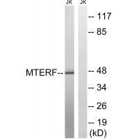 Rabbit Polyclonal Antibody to MTERF
