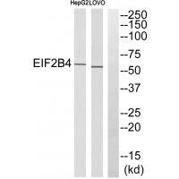 Rabbit Polyclonal Antibody to EIF2B4
