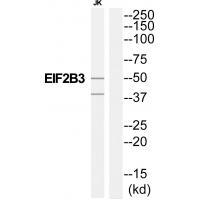 Rabbit Polyclonal Antibody to EIF2B3