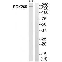 Rabbit Polyclonal Antibody to SGK269
