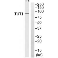 Rabbit Polyclonal Antibody to TUT1
