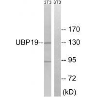 Rabbit Polyclonal Antibody to USP19