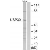 Rabbit Polyclonal Antibody to USP3