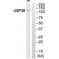Rabbit Polyclonal Antibody to USP38