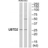 Rabbit Polyclonal Antibody to UBTD2