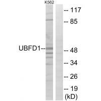 Rabbit Polyclonal Antibody to UBFD1