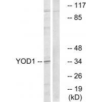 Rabbit Polyclonal Antibody to YOD1