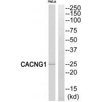 Rabbit Polyclonal Antibody to CACNG1