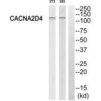 Rabbit Polyclonal Antibody to CACNA2D4