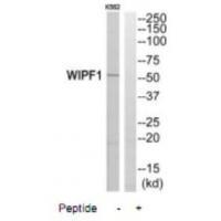 Rabbit Polyclonal Antibody to WIPF1