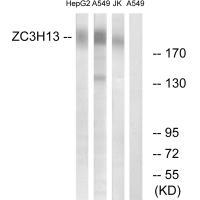 Rabbit Polyclonal Antibody to ZC3H13