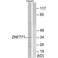 Rabbit Polyclonal Antibody to ZNF771