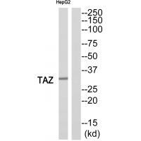 Rabbit Polyclonal Antibody to TAZ