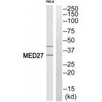 Rabbit Polyclonal Antibody to MED27