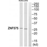 Rabbit Polyclonal Antibody to ZNF575