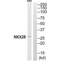 Rabbit Polyclonal Antibody to NKX28