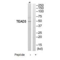 Rabbit Polyclonal Antibody to TEAD3