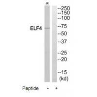 Rabbit Polyclonal Antibody to ELF4