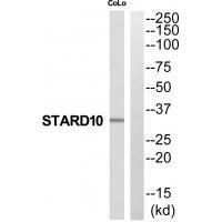 Rabbit Polyclonal Antibody to STARD1