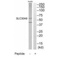 Rabbit Polyclonal Antibody to SLC30A9