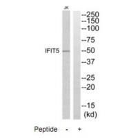 Rabbit Polyclonal Antibody to IFIT5