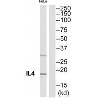 Rabbit Polyclonal Antibody to IL4