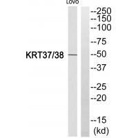Rabbit Polyclonal Antibody to KRT37/38