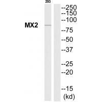 Rabbit Polyclonal Antibody to MX2