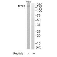 Rabbit Polyclonal Antibody to MYLK