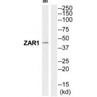 Rabbit Polyclonal Antibody to ZAR1
