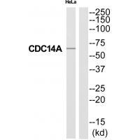Rabbit Polyclonal Antibody to CC14A
