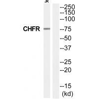 Rabbit Polyclonal Antibody to CHFR