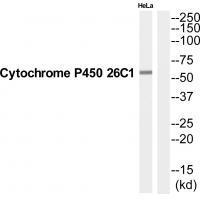 Rabbit Polyclonal Antibody to CP26C