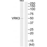 Rabbit Polyclonal Antibody to VRK3
